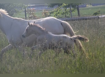 Deutsches Reitpony, Hengst, , 148 cm