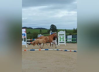 Deutsches Reitpony, Hengst, Fohlen (03/2024), 148 cm, Dunalino