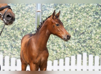 Deutsches Reitpony, Hengst, Fohlen (04/2025), 148 cm, Dunkelbrauner