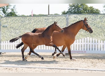 Deutsches Reitpony, Hengst, Fohlen (04/2025), 148 cm, Dunkelbrauner
