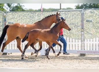 Deutsches Reitpony, Hengst, Fohlen (04/2025), 148 cm, Dunkelbrauner