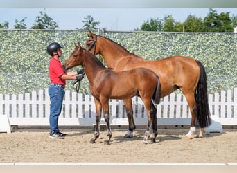 Deutsches Reitpony, Hengst, Fohlen (04/2025), 148 cm, Dunkelbrauner