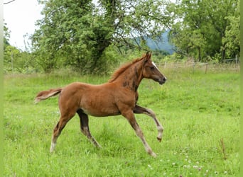 Deutsches Reitpony, Hengst, Fohlen (04/2024), 148 cm, Dunkelfuchs