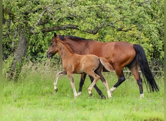 Deutsches Reitpony, Hengst, Fohlen (04/2024), 148 cm, Dunkelfuchs