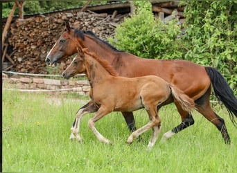 Deutsches Reitpony, Hengst, Fohlen (04/2024), 148 cm, Dunkelfuchs