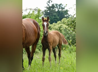 Deutsches Reitpony, Hengst, Fohlen (04/2024), 148 cm, Dunkelfuchs