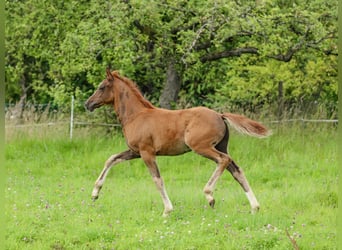 Deutsches Reitpony, Hengst, Fohlen (04/2024), 148 cm, Dunkelfuchs