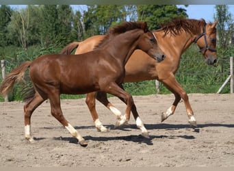Deutsches Reitpony, Hengst, Fohlen (03/2026), 148 cm, Dunkelfuchs
