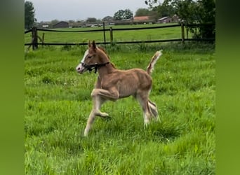 Deutsches Reitpony, Hengst, Fohlen (05/2024), 148 cm, Dunkelfuchs