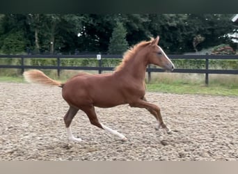 Deutsches Reitpony, Hengst, Fohlen (05/2024), 148 cm, Dunkelfuchs