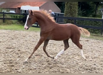 Deutsches Reitpony, Hengst, Fohlen (05/2024), 148 cm, Dunkelfuchs