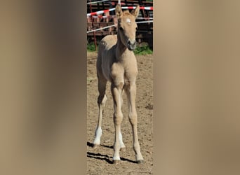 Deutsches Reitpony, Hengst, Fohlen (04/2026), 148 cm, Falbe