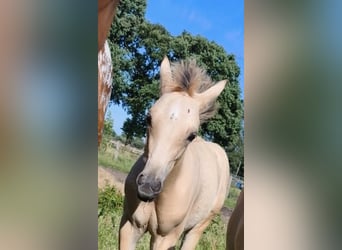 Deutsches Reitpony, Hengst, Fohlen (04/2026), 148 cm, Falbe
