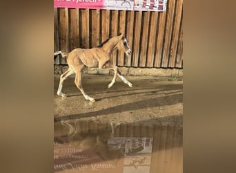 Deutsches Reitpony, Hengst, , 148 cm, Falbe