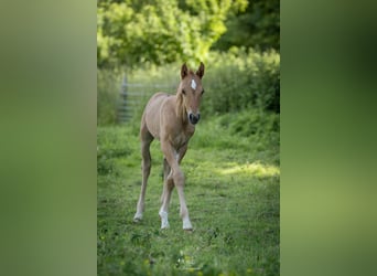 Deutsches Reitpony, Hengst, Fohlen (05/2026), 148 cm, Falbe