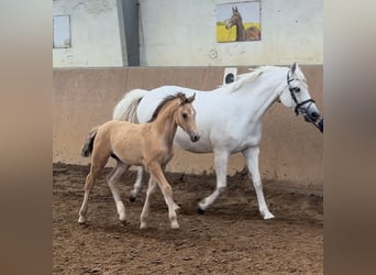 Deutsches Reitpony, Hengst, Fohlen (04/2026), 148 cm, Falbe