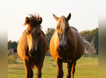 Deutsches Reitpony, Hengst, Fohlen (02/2024), 148 cm, Falbe