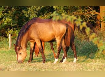 Deutsches Reitpony, Hengst, Fohlen (02/2024), 148 cm, Falbe