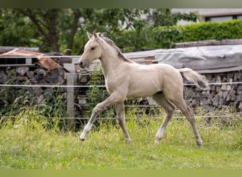 Deutsches Reitpony, Hengst, , 148 cm, Falbe
