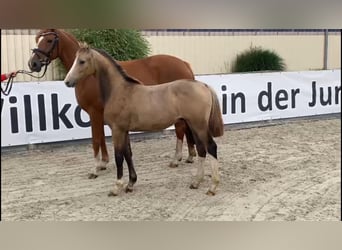 Deutsches Reitpony, Hengst, Fohlen (02/2023), 148 cm, Falbe