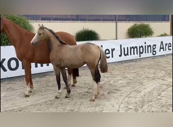 Deutsches Reitpony, Hengst, Fohlen (02/2023), 148 cm, Falbe