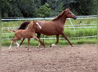Deutsches Reitpony, Hengst, Fohlen (05/2026), 148 cm, Fuchs