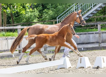 Deutsches Reitpony, Hengst, Fohlen (02/2026), 148 cm, Fuchs