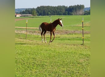 Deutsches Reitpony, Hengst, Fohlen (05/2025), 148 cm, Fuchs