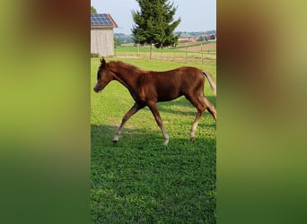Deutsches Reitpony, Hengst, Fohlen (05/2025), 148 cm, Fuchs