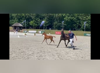 Deutsches Reitpony, Hengst, Fohlen (05/2025), 148 cm, Fuchs