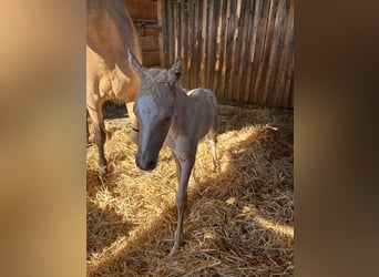 Deutsches Reitpony, Hengst, , 148 cm, Palomino