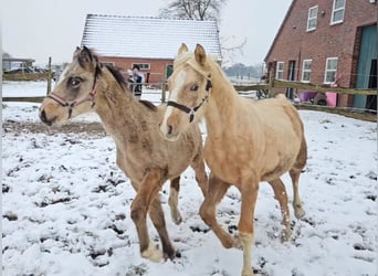 Deutsches Reitpony, Hengst, Fohlen (05/2023), 148 cm, Palomino