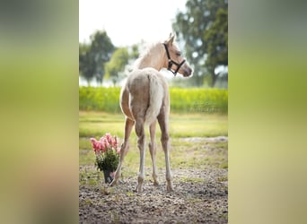 Deutsches Reitpony, Hengst, Fohlen (04/2025), 148 cm, Palomino