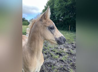 Deutsches Reitpony, Hengst, Fohlen (05/2024), 148 cm, Palomino