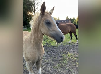 Deutsches Reitpony, Hengst, Fohlen (05/2024), 148 cm, Palomino