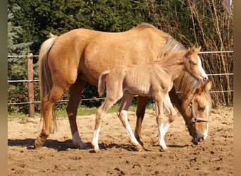 Deutsches Reitpony, Hengst, , 148 cm, Palomino