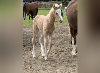 Deutsches Reitpony, Hengst, Fohlen (04/2026), 148 cm, Palomino