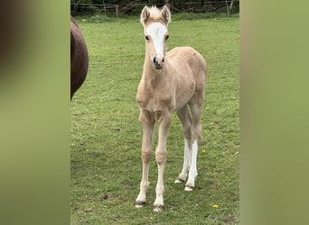 Deutsches Reitpony, Hengst, Fohlen (04/2026), 148 cm, Palomino
