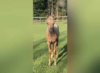 Deutsches Reitpony, Hengst, Fohlen (05/2023), 148 cm, Palomino