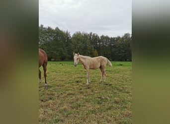 Deutsches Reitpony, Hengst, Fohlen (05/2024), 148 cm, Palomino