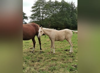 Deutsches Reitpony, Hengst, Fohlen (05/2024), 148 cm, Palomino