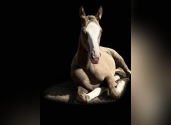 Deutsches Reitpony, Hengst, Fohlen (04/2026), 148 cm, Palomino