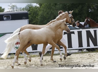 Deutsches Reitpony, Hengst, Fohlen (03/2026), 148 cm, Palomino
