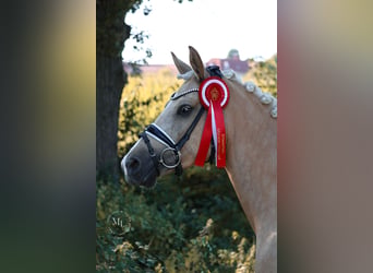 Deutsches Reitpony, Hengst, Fohlen (03/2026), 148 cm, Palomino