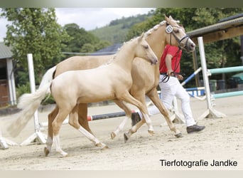 Deutsches Reitpony, Hengst, Fohlen (03/2026), 148 cm, Palomino