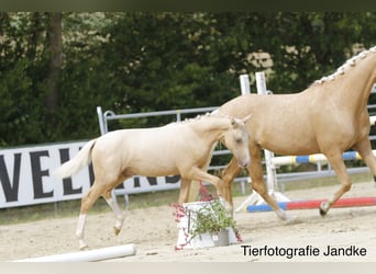 Deutsches Reitpony, Hengst, Fohlen (03/2026), 148 cm, Palomino