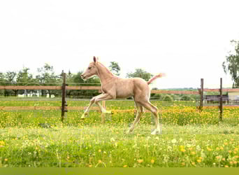 Deutsches Reitpony Mix, Hengst, , 148 cm, Palomino