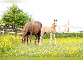 Deutsches Reitpony Mix, Hengst, , 148 cm, Palomino