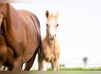 Deutsches Reitpony Mix, Hengst, , 148 cm, Palomino