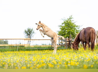 Deutsches Reitpony Mix, Hengst, , 148 cm, Palomino